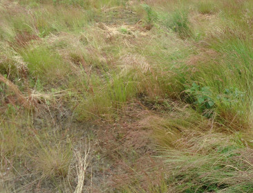 "Stikstofuitstoot schadelijker voor natuur dan gedacht"