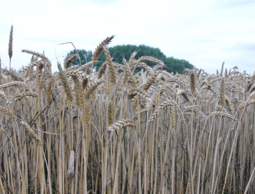EU bouwt Oekraïnse handelsvoordelen af, behalve voor tarwe