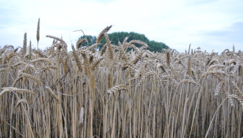 EU bouwt Oekraïnse handelsvoordelen af, behalve voor tarwe