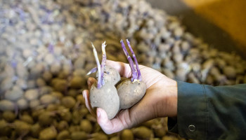 Veel vrije aardappelen dreigen niet meer verwerkt te raken: "Geen crisis, wel nood aan herpositionering"