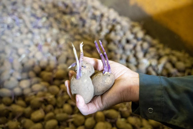 Guido Willemse_aardappels onkiemd