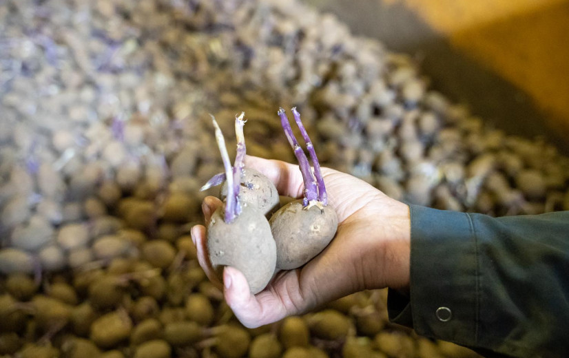 Veel vrije aardappelen dreigen niet meer verwerkt te raken: "Geen crisis, wel nood aan herpositionering"
