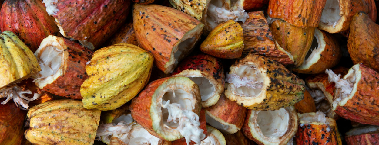 cacao