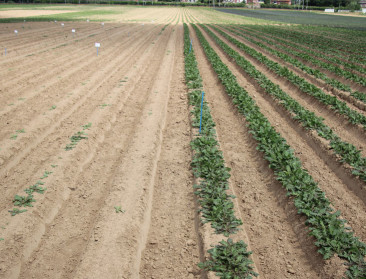 Bange dagen voor witlooftelers die op herkansing hopen