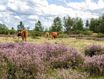 Stikstofdepositie daalt met 10 procent, maar niet door de veehouderij