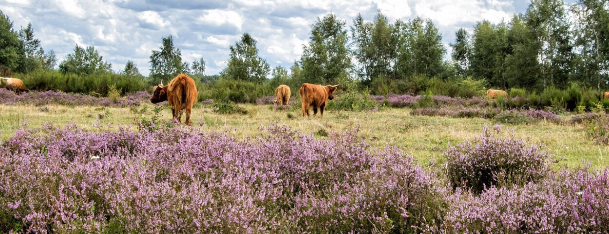 heidenatuur