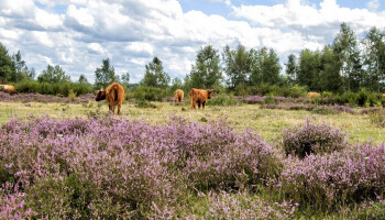 Stikstofdepositie daalt met 10 procent, maar niet door de veehouderij