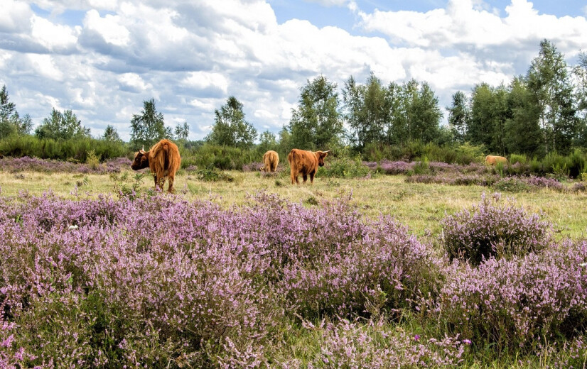 Stikstofdepositie daalt met 10 procent, maar niet door de veehouderij