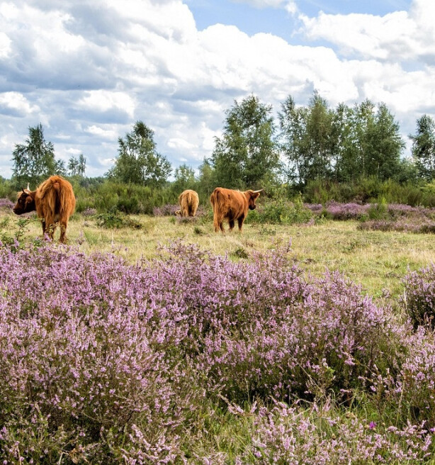 Stikstofdepositie daalt met 10 procent, maar niet door de veehouderij