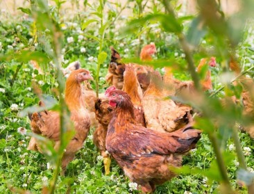 Vogelgriep: België verwerft opnieuw ziektevrije status