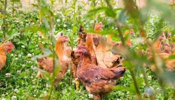 Vogelgriep: België verwerft opnieuw ziektevrije status