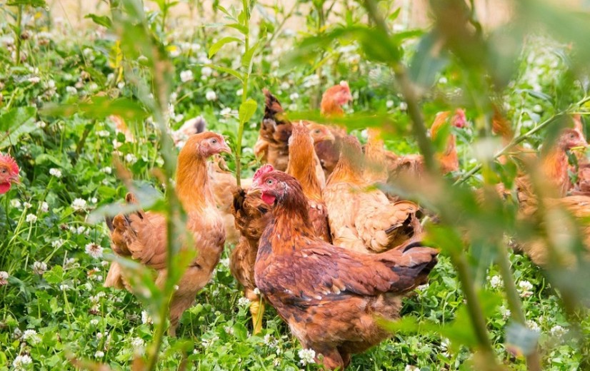 Vogelgriep rukt verder op in West-Vlaanderen, nieuwe besmettingen in Veurne