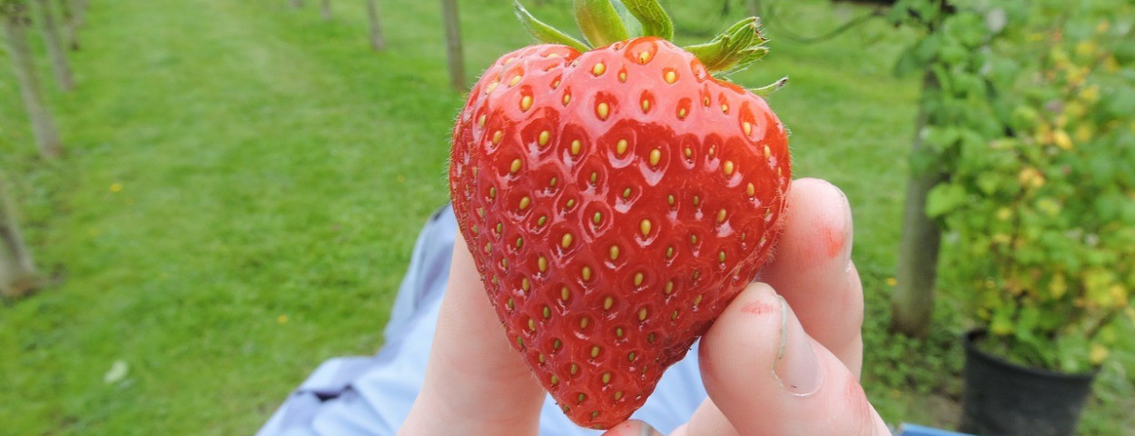 aardbeien-pluk-oogst-seizoenarbeid-1260