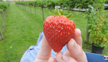 Moeilijk aardbeiseizoen in Spanje leidt tot hoge prijzen: zegen of vergiftigd geschenk?