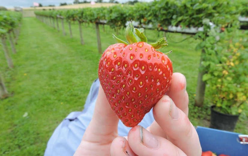 Moeilijk aardbeiseizoen in Spanje leidt tot hoge prijzen: zegen of vergiftigd geschenk?