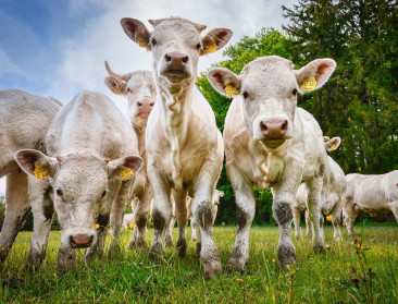 Genetische selectie resulteert in methaanvriendelijke koeien