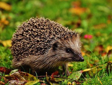 Een derde van alle boomsoorten wereldwijd met uitsterven bedreigd, ook egel heeft het moeilijk