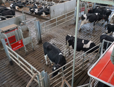 Belgische melkproductie 32 pct gestegen in 10 jaar tijd