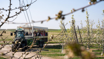 Limburgse fruitteler zet trend met sapverwerking en bloesemtoerisme
