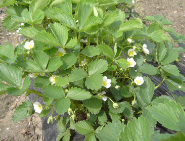 Pepingen test luchtkwaliteit met aardbeienplantjes