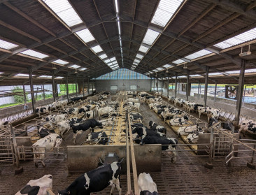 Europese melkveestapel daalt met 11 procent tegen 2035