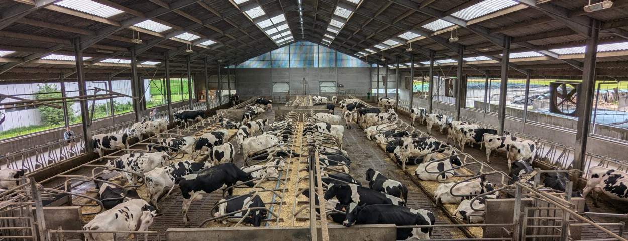 koeien stal Hoeve t’Alkeveld