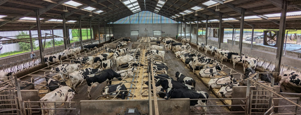 koeien stal Hoeve t’Alkeveld