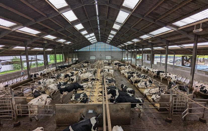 Europese melkveestapel daalt met 11 procent tegen 2035