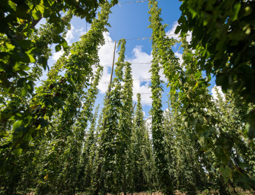 Hopboeren wereldwijd in problemen: Prijsdaling tot 90 procent
