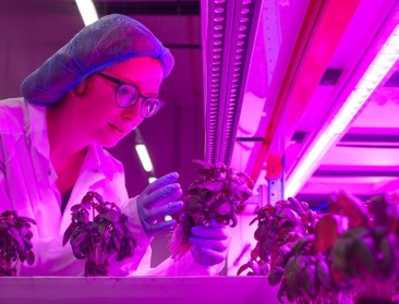 Basilicum van eigen verticale kweek