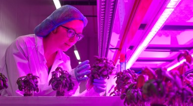 [VIDEO] Bio-Planet teelt eigen basilicum, maar wel verticaal