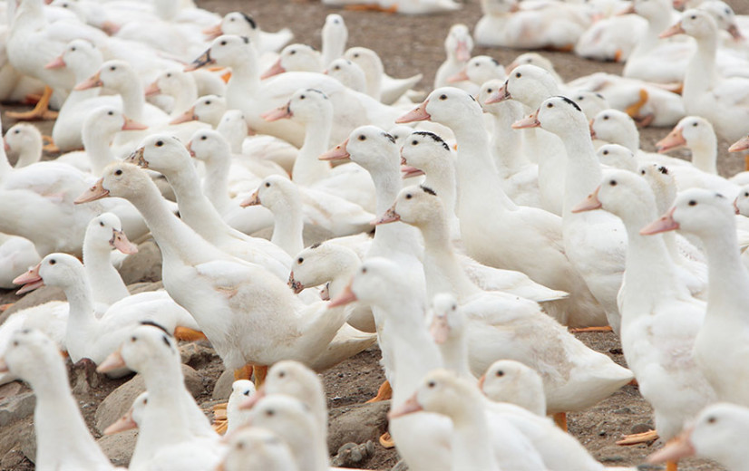 Frankrijk verliest net verworven vogelgriepvrije status