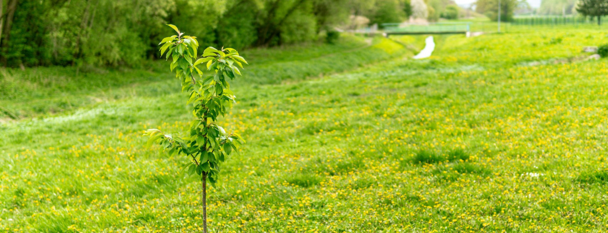 boom bos aanplant _unsplash
