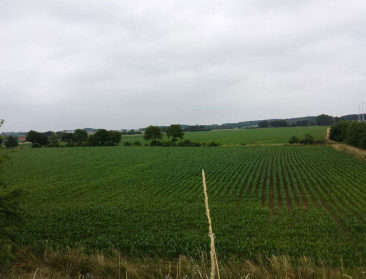 Voor maïs schadelijke nachtvlinder in ons land gespot