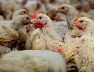 Op mens overdraagbare vogelgriep vastgesteld in de VS