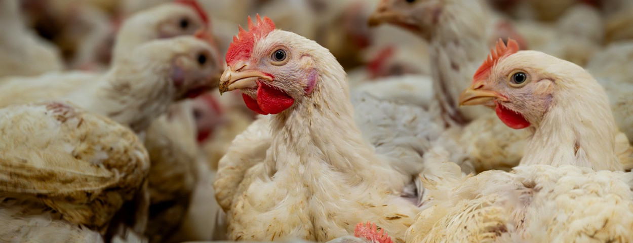 pluimveestalvleeskippen-copyrightInagro