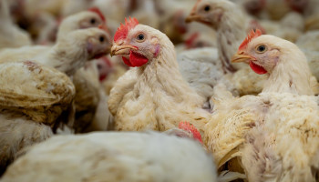 Op mens overdraagbare vogelgriep vastgesteld in de VS