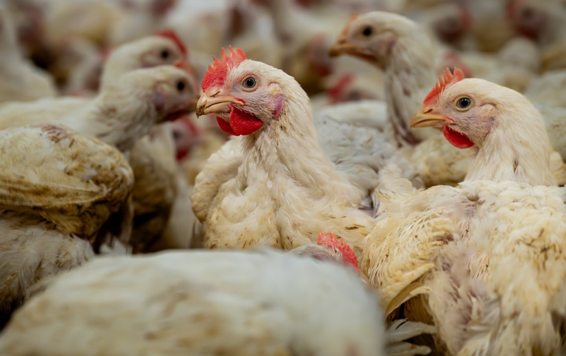 Nieuwe uitbraak vogelgriep op pluimveebedrijf in Stekene