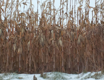 Boeren in Canada blij met ggo-maïs