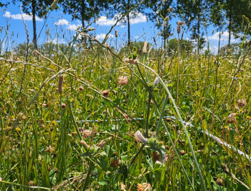 Hoe kijken melkveehouders naar productief kruidenrijk grasland?