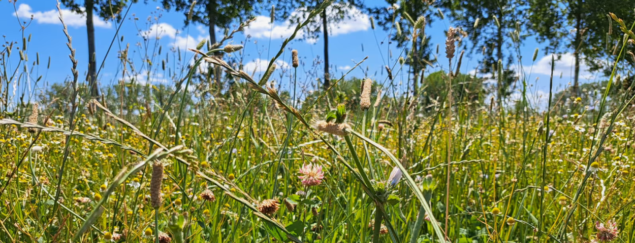 divgrass close up kruiden kruidenrijk grasland