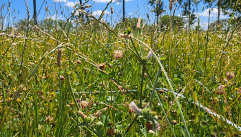 Hoe kijken melkveehouders naar productief kruidenrijk grasland?