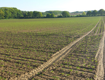 Ducarme gaat derogatie aanvragen voor gebruik neonics