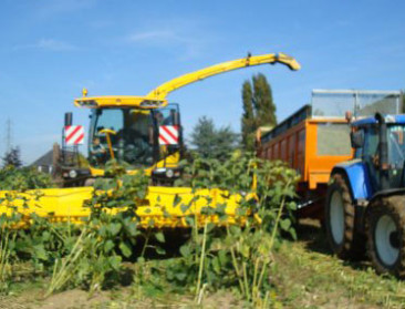 Maïs en gras zijn een beter ruwvoeder dan zonnebloemen