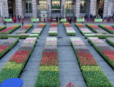 Gratis tulpenpluktuin luidt voorjaarsseizoen bloemen in