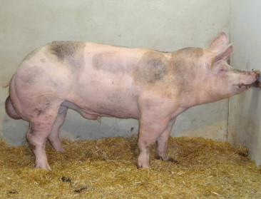 Vlaamse Piétrainfokkerij uit de startblokken