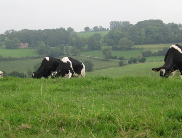 Graslanden, de oplossing voor kievit, koe én boer