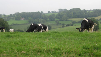 Melkveehouders investeren massaal in duurzaamheid en dierenwelzijn