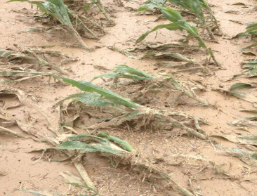 Methoden voor waardeschatting verloren gegaan ruwvoeder