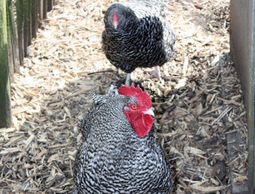 PFOS-waarden in eieren sterk gedaald afgelopen tien jaar